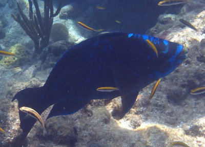 Midnight Parrotfish