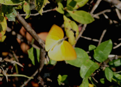 Phoebis agarithe; Large Orange Sulphur