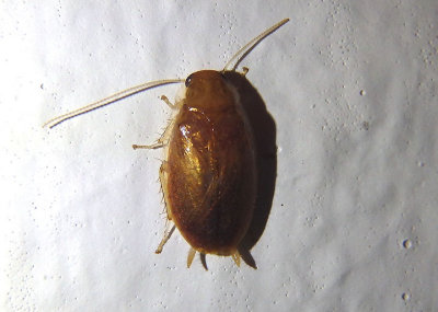 Plectoptera poeyi; Florida Beetle Roach