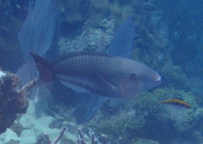 Queen Parrotfish; initial phase