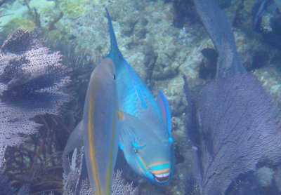 Queen Parrotfish; terminal phase