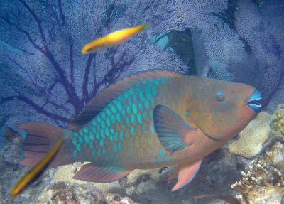 Marine Life of the Florida Keys; March 2015