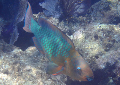 Rainbow Parrotfish; terminal phase