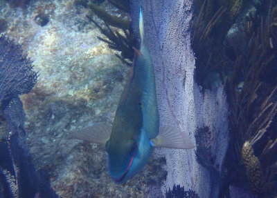 Redband Parrotfish; terminal phase 