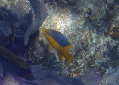 Spanish Hogfish; juvenile