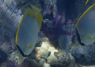 Spotfin Butterfly Fish