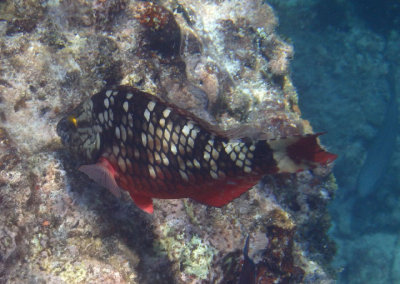 Stoplight Parrotfish; initial phase