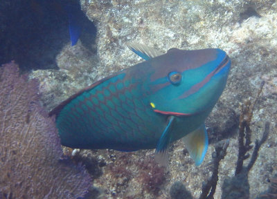 Stoplight Parrotfish; terminal phase