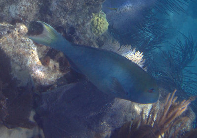 Yellowtail Parrotfish; terminal phase