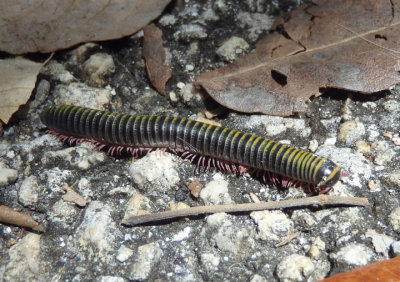 Anadenobolus monilicornis; Millipede species; exotic