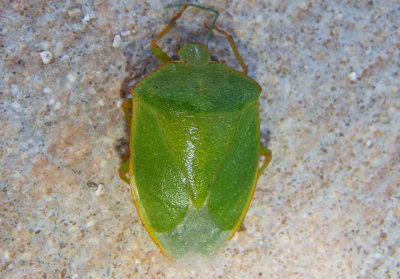 Chinavia marginata; Stink Bug species