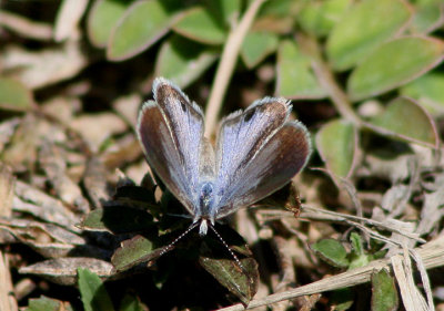 Hemiargus ceraunus; Ceraunus Blue; female