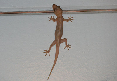 Mediterranean Gecko; exotic