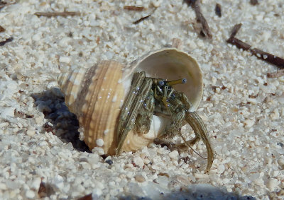 Striped Hermit Crab inhabiting Chestnut Turban shell