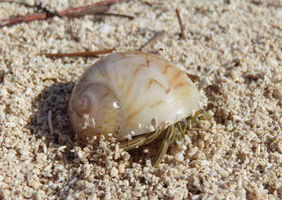 Striped Hermit Crab inhabiting Common Atlantic Natica shell 