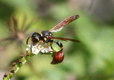 Zethus slossonae; Mason Wasp species