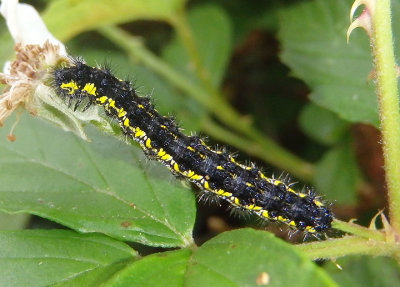 8107 - Haploa clymene; Clymene Moth caterpillar