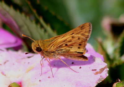 Hylephila phyleusp; Fiery Skipper