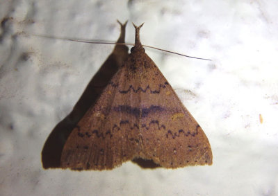 8386 - Renia adspergillus; Speckled Renia Moth