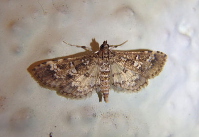 5151 - Samea multiplicalis; Pyralid Moth species