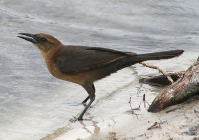 Boat-tailed Grackle; female
