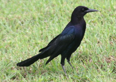 Boat-tailed Grackle; male