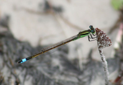 Ischnura ramburii; Rambur's Forktail; male