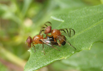 Rivellia inaequata; Signal Fly species