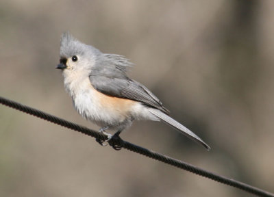 Tufted Titmouse