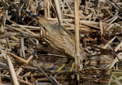 American Bittern