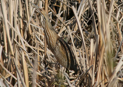 American Bittern