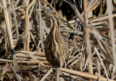 American Bittern