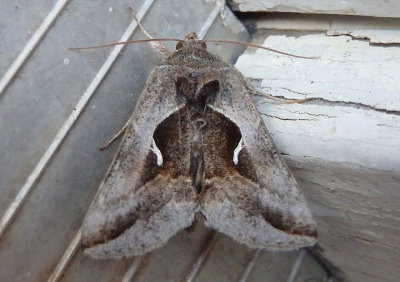 8924 - Anagrapha falcifera; Celery Looper