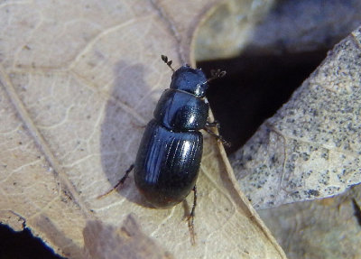 Aphodius badipes; Aphodiine Dung Beetle species