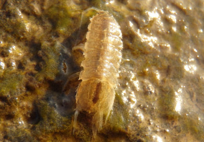 Asellidae Isopod species