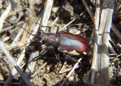 Cicindela scutellaris lecontei; Festive Tiger Beetle