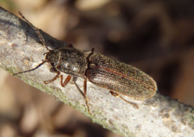 Sylvanelater cylindriformis; Click Beetle species