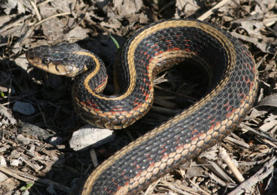 Common Garter Snake