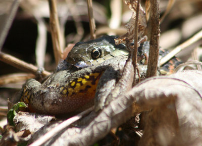 Common Garter Snake eating Gray/Cope's Tree Frog