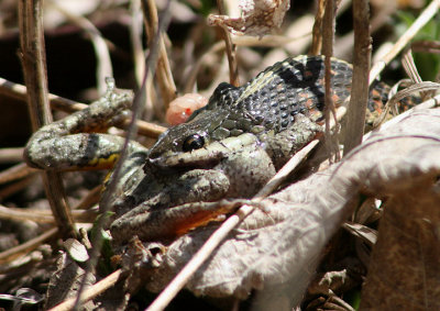 Common Garter Snake eating Gray/Cope's Tree Frog