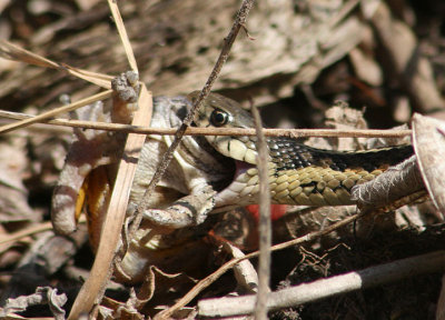 Common Garter Snake eating Gray/Cope's Tree Frog