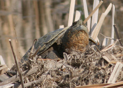 Common Snapping Turtle