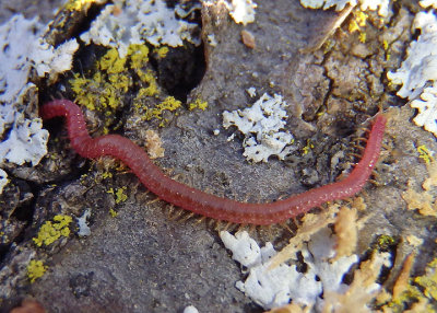 Geophilomorpha Soil Centipede species 