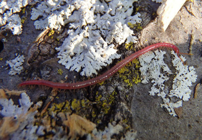 Geophilomorpha Soil Centipede species