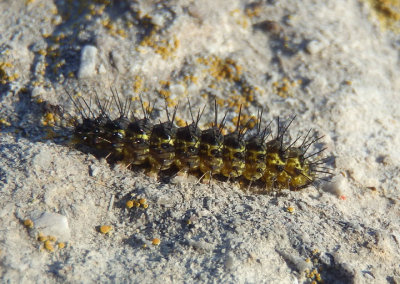 8089-8092 - Hypoprepia Lichen Moth species caterpillar