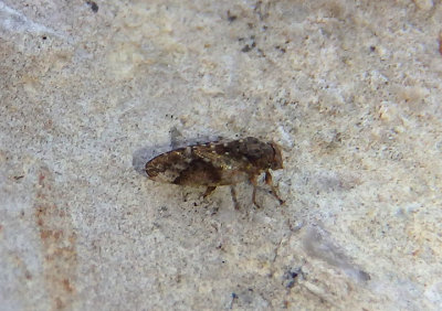 Pachypsylla celtidismamma complex; Hackberry Psyllid species