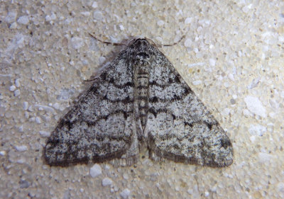 6659 - Phigalia denticulata; Toothed Phigalia