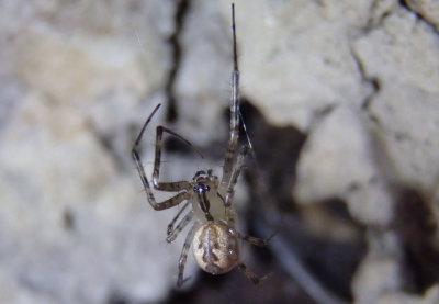 Pityohyphantes costatus; Hammock Spider