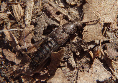 Platydracus exulans; Large Rove Beetle species
