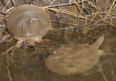 Smooth Softshell Turtles